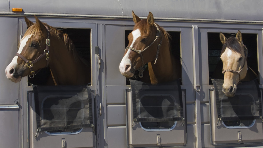 Koń w przyczepie czyli bezpieczny transport zwierzęcia Allegro pl