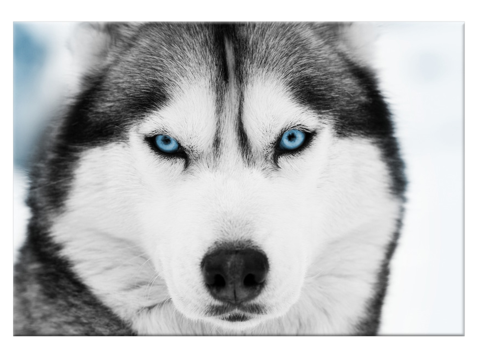 

Obraz Husky syberyjski Pies 100x70 1338A_1Z