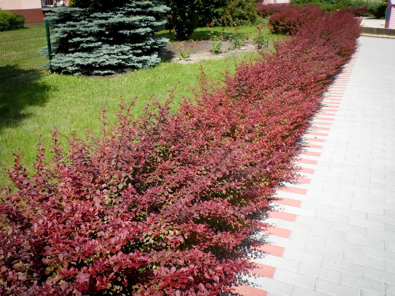 Барбарис Тунберга (Berberis thunbergii)