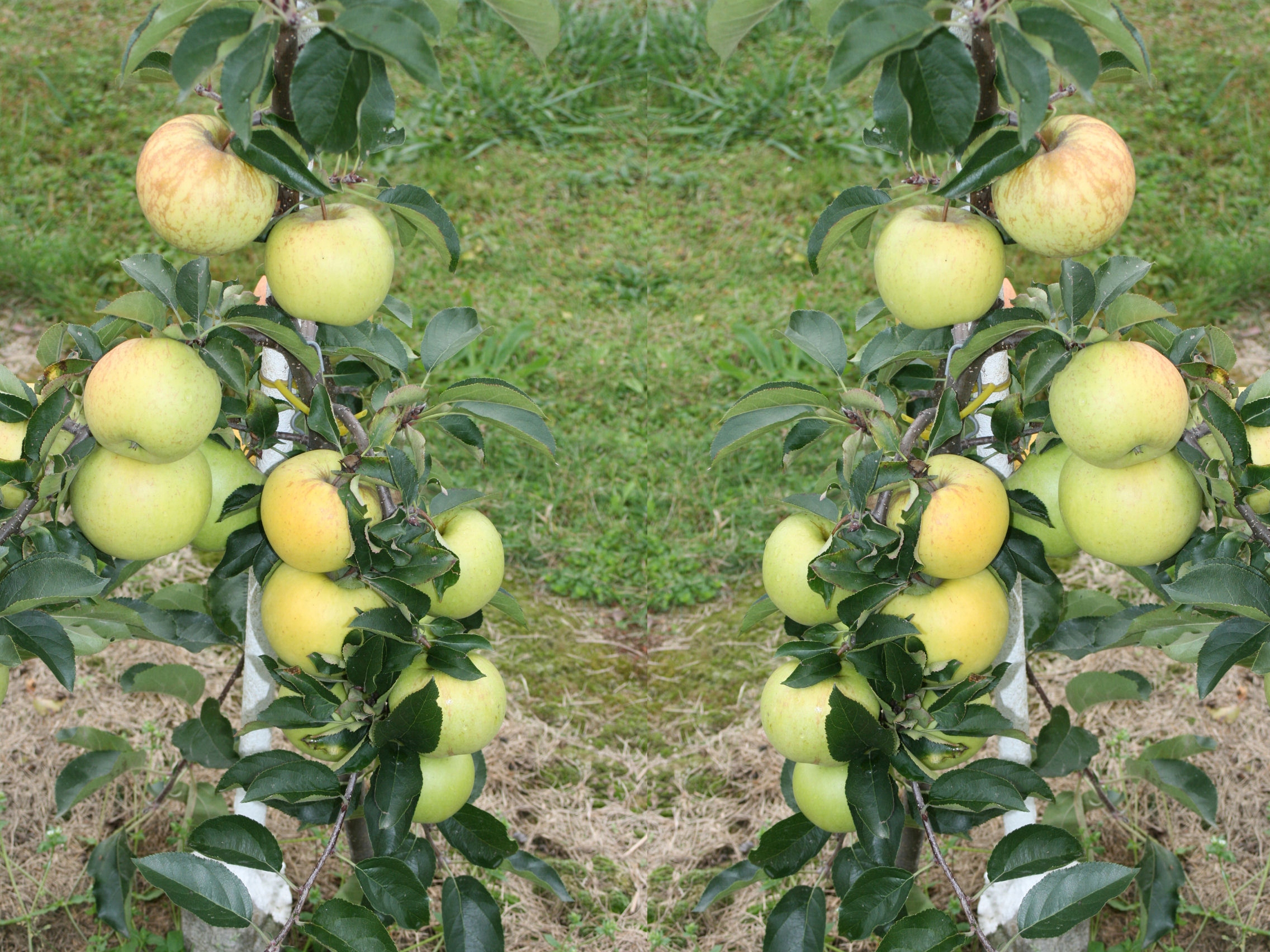 Колоновидные яблони для средней полосы россии