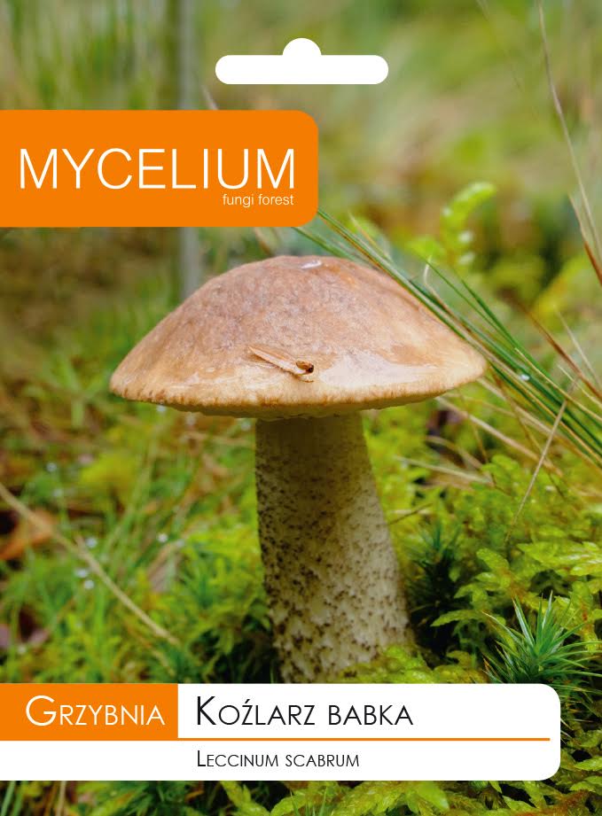 

Grzybnia Koźlarz Babka Grzyby Leśne w Ogrodzie