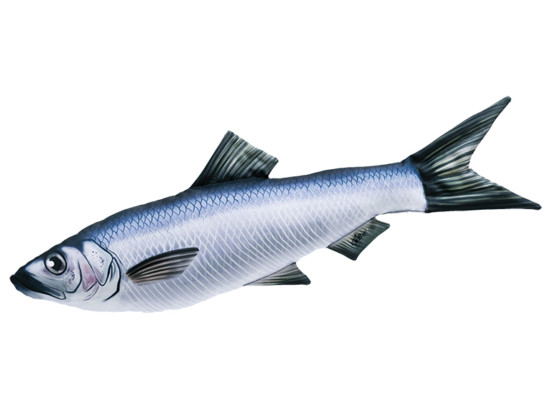 

Śledź (clupea harengus) poduszka maskotka 60 cm