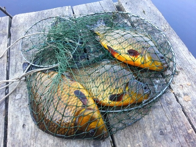 REGULOWANA Podpórka Ochronna PAZUR Automat.Jakość Model Pazur