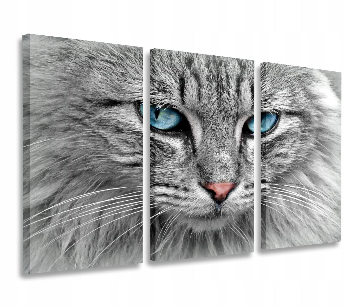 

Obraz Kot Oczy Turkusowe Obrazy Tryptyk 75x40