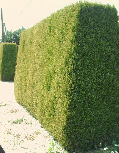 Thuja TUJA Aureospicata zlatokonečný živý plot