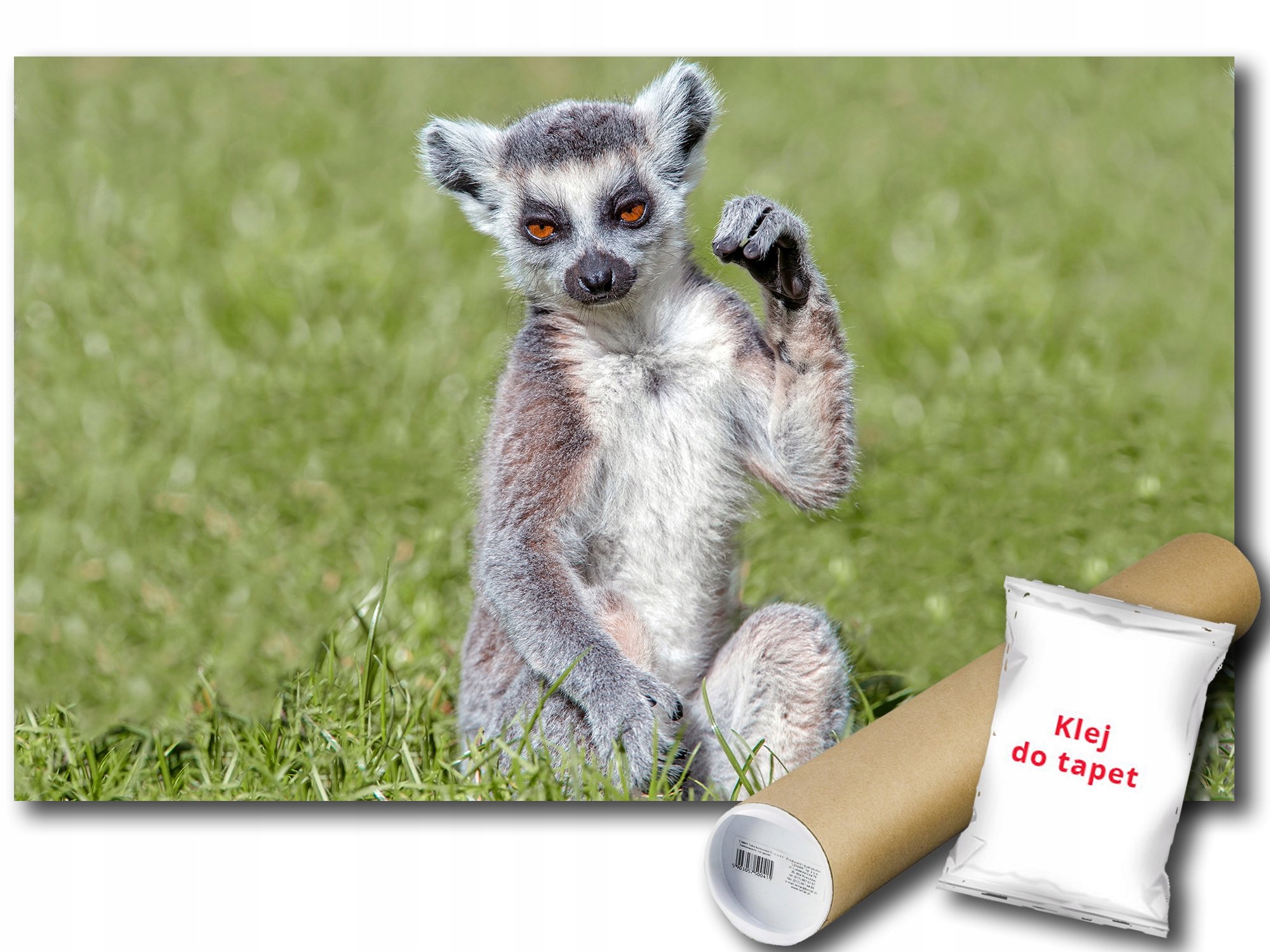 Fototapeta Lemur Julian 12C F3XL 416x254 F3623