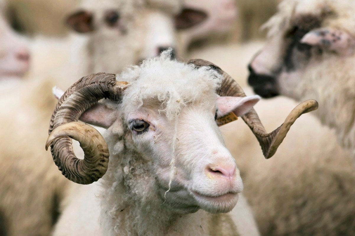 Bambosze, kapcie wełniane MERYNOS rozmiar 38 Rozmiar 38