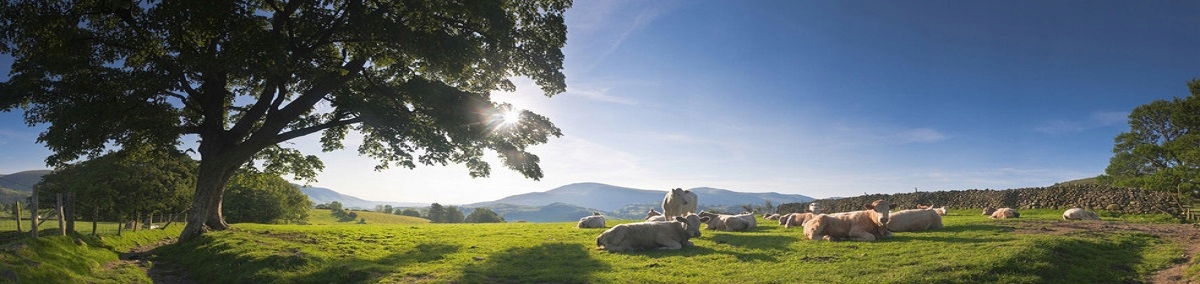 IZOLATOR NAROŻNY ROLKOWY WKRĘCANY DO DREWNA 10 szt Rodzaj narożny