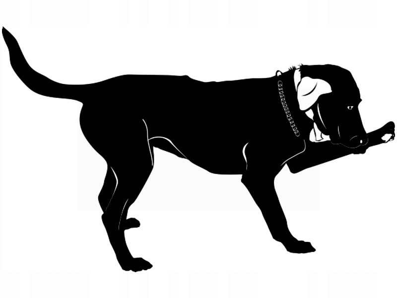 

Naklejka na ścianę Pies Labrador 31 x 50 cm