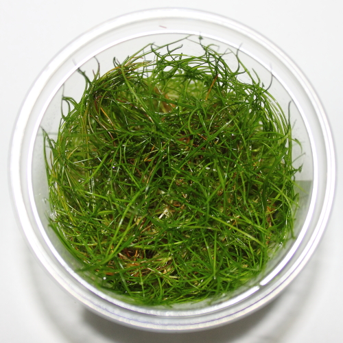 Roślina Eleocharis pusilla w żelu In Vitro