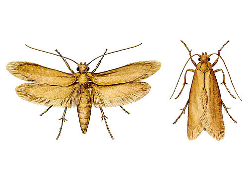 MOLAN EKO ZAWIESZKA PRZECIW MOLOM ANTYMOL KWIATOWY Rodzaj pułapka