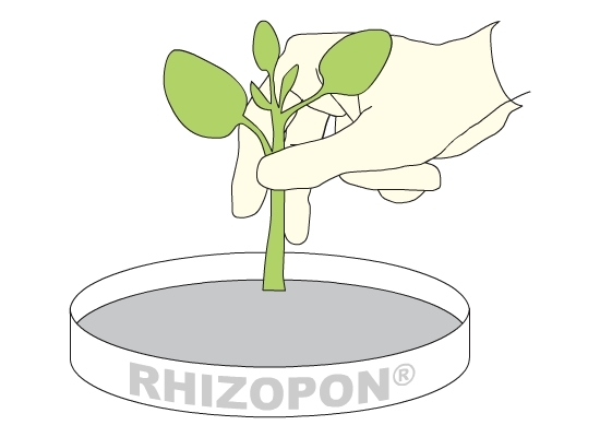 Pudră RHIZOPON AA 100g ROOT HORMONE Producător Royal Brinkman