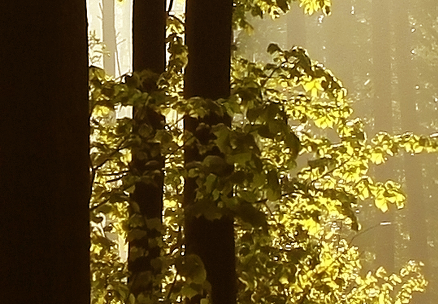 FOTOTAPETA LAS DRZEWA NATURA 400x280 c-B-0254-a-a Szerokość produktu 400 cm