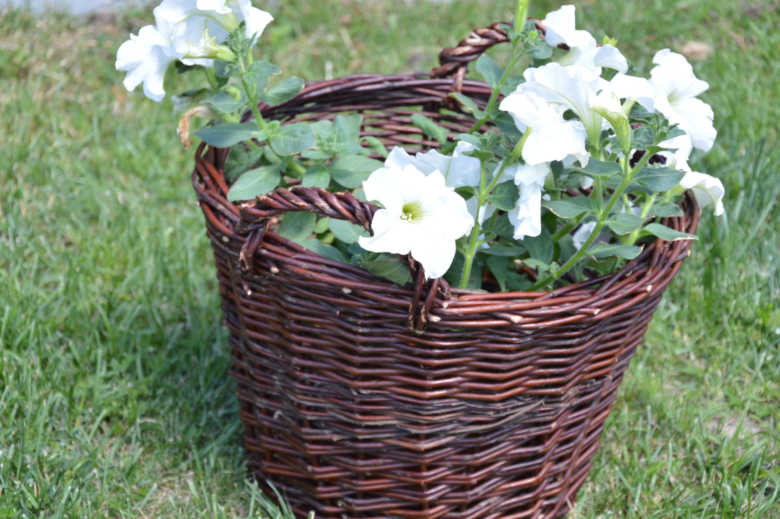 Kosz na kwiaty- doniczka wiklinowa z uszkami śr30 Marka Sklep Wiklinowy