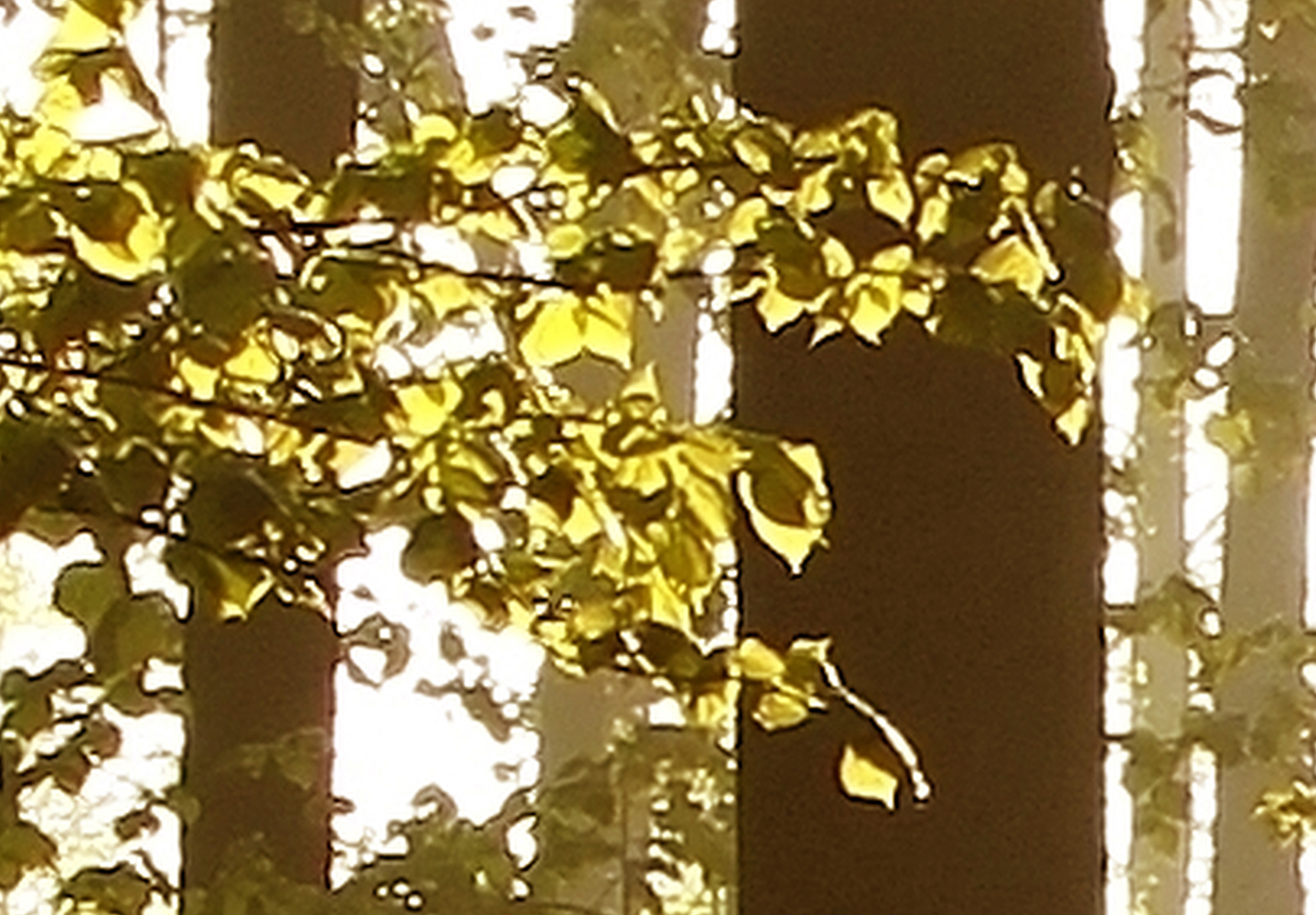 FOTOTAPETA LAS DRZEWA NATURA 400x280 c-B-0254-a-a Wysokość produktu 280 cm