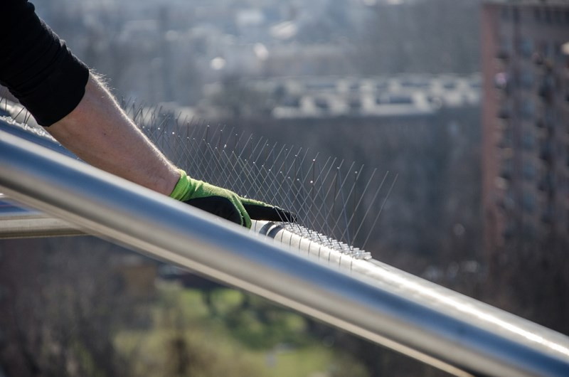 GĘSTE DRUTY NA GOŁĘBIE KOLCE PRZECIW PTAKOM R40 Rodzaj kolce