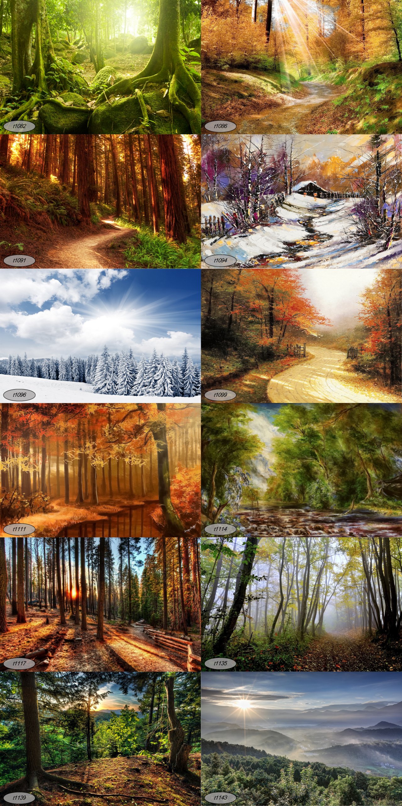 Fototapeta Papierowa Las, Drzewa Brzoza Na Wymiar Wysokość 1 cm