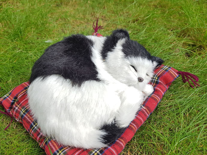 KOTEK ŚPIĄCY NA PODUSZCE CZARNO BIAŁY MAŁY Rodzaj inny