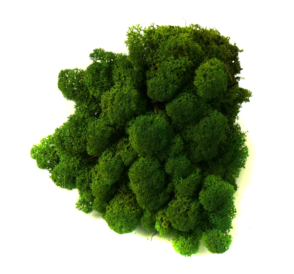 Mech ozdobny CHROBOTEK RENIFEROWY 50g Moss Green Marka MyFlowers