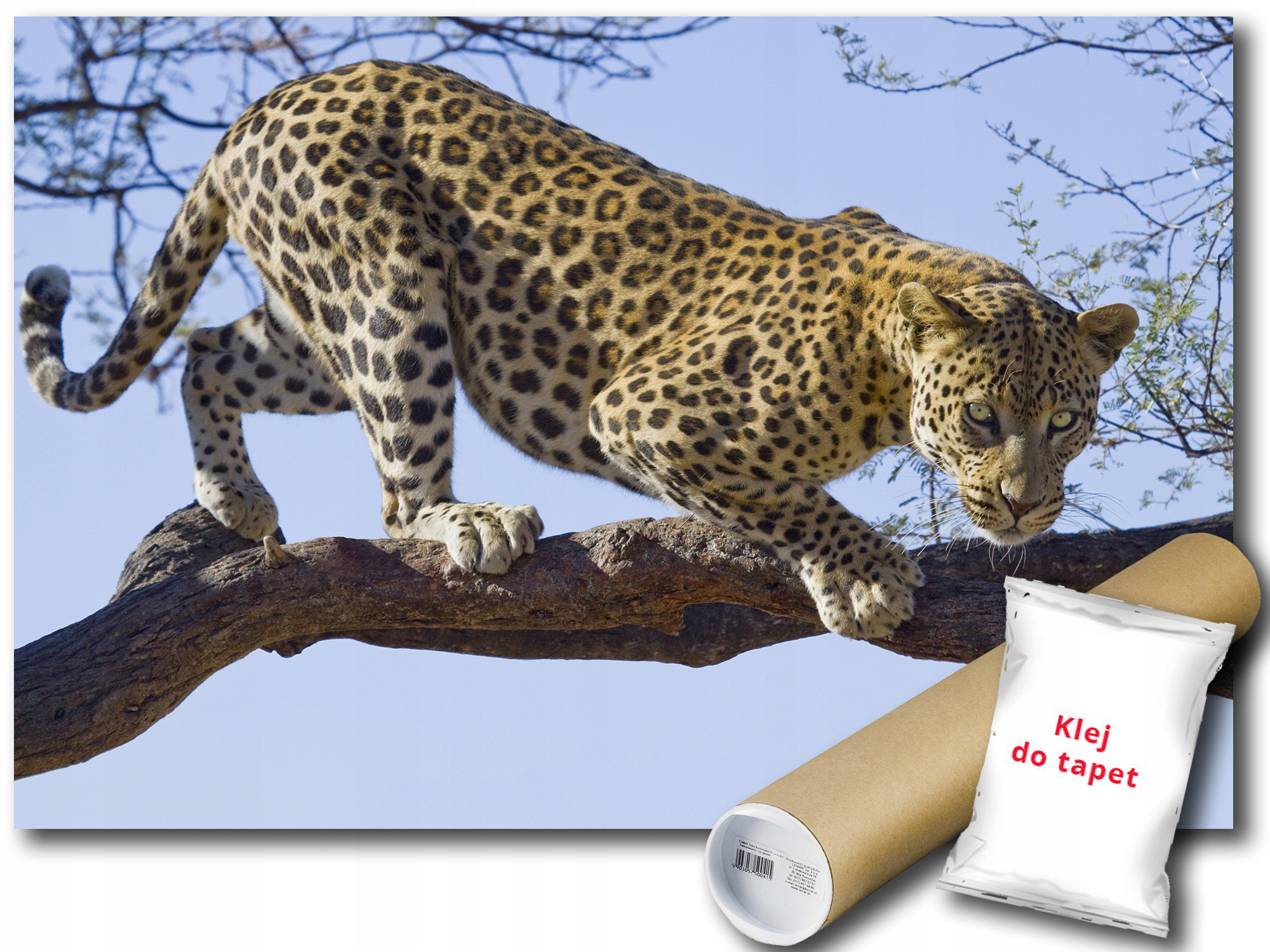 Fototapeta Jaguar Divoká Mačka 12C V8 368x254 F176