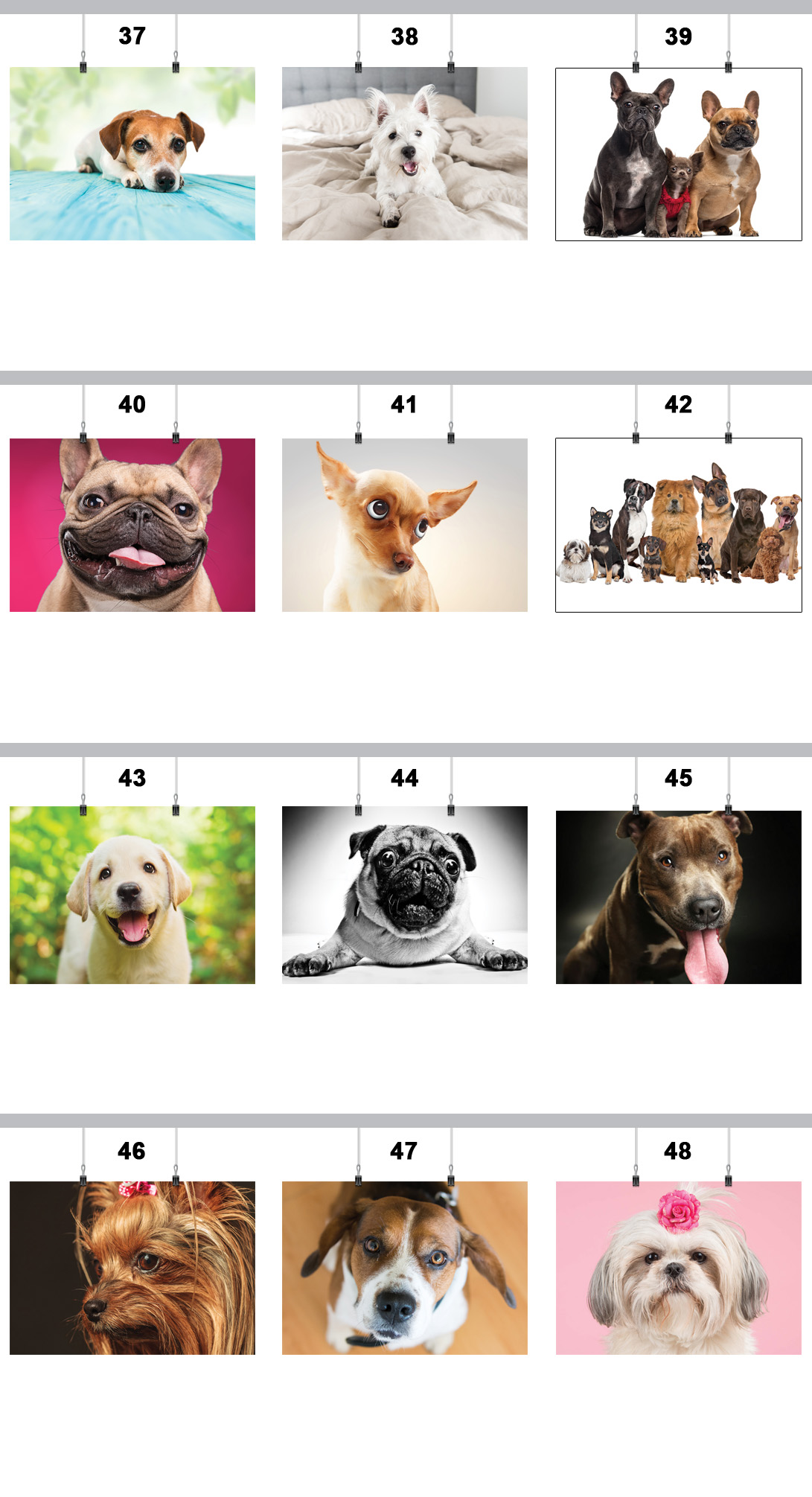 PLAKAT PIES PSY PIESKI 59x42 CM 55 WZORÓW MATOWY Rodzaj bez ramy