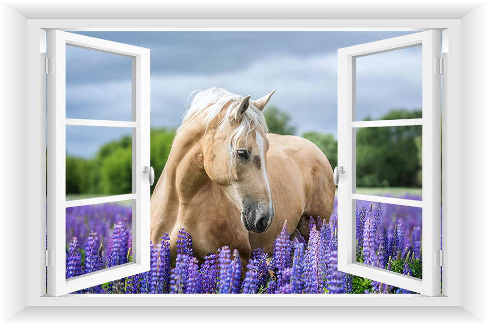 

Fototapeta Okno 3D Koń Konie Widok 150x100