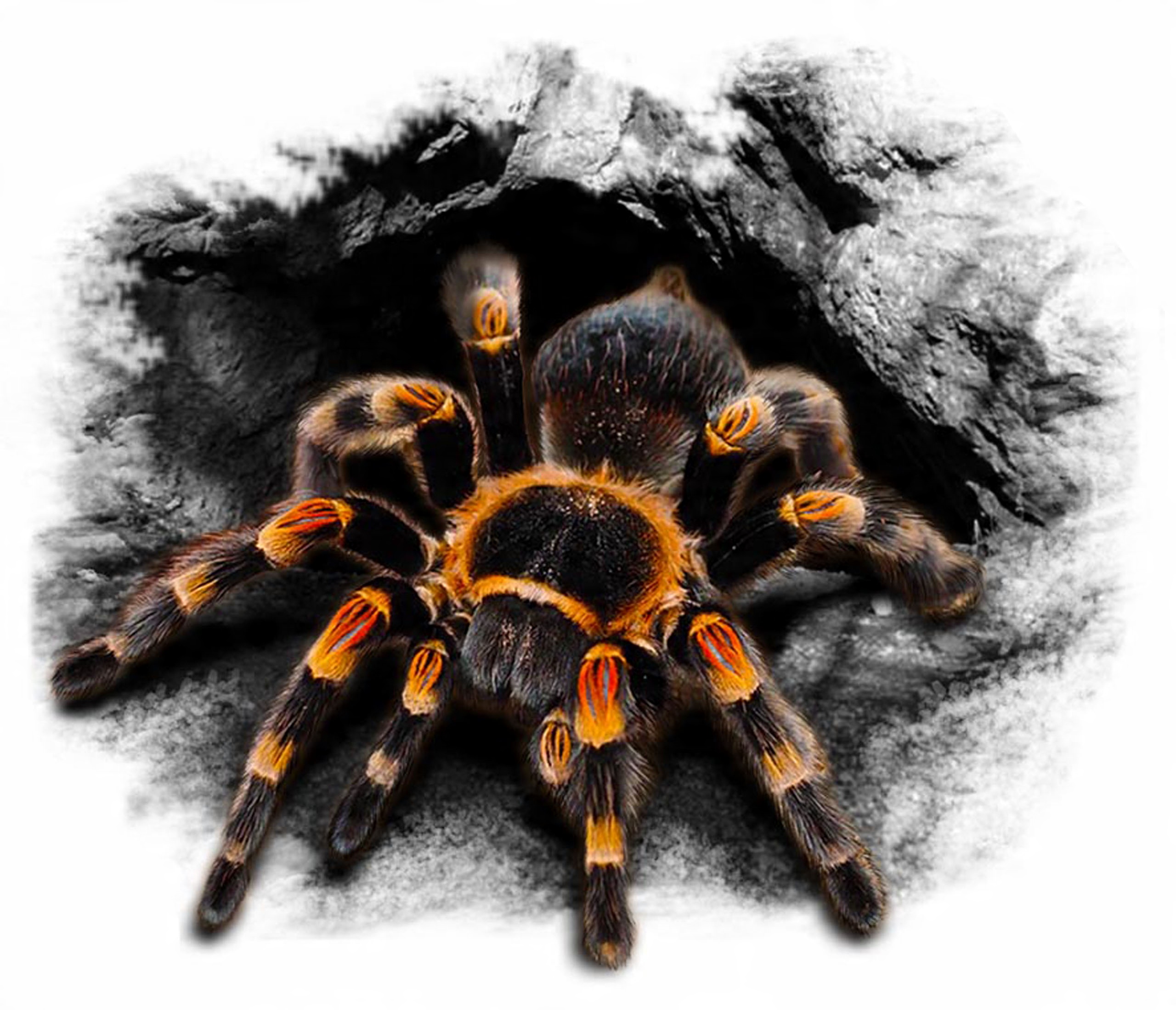 

Naklejka Auto Tuning Pająk Spider Tarantula Uv