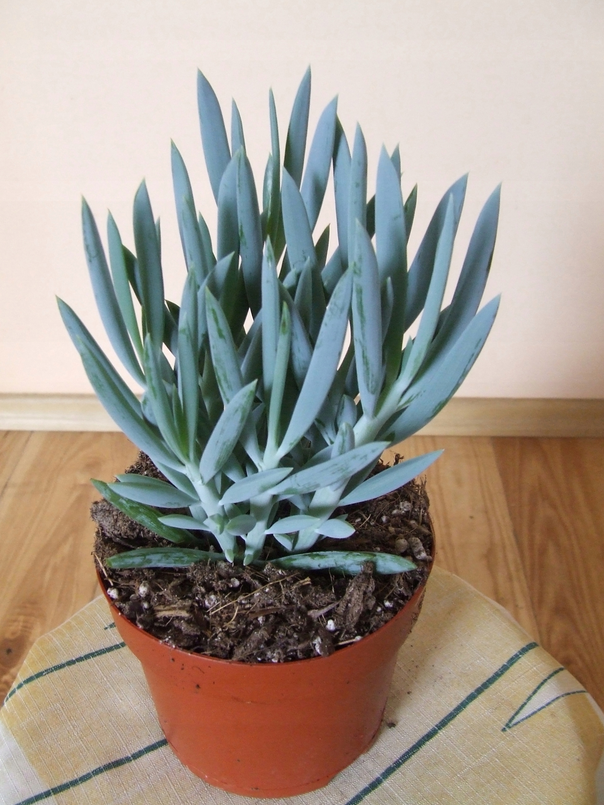 CURIO FICOIDES 'Mount Everest' SENECIO - 7478848286 ...