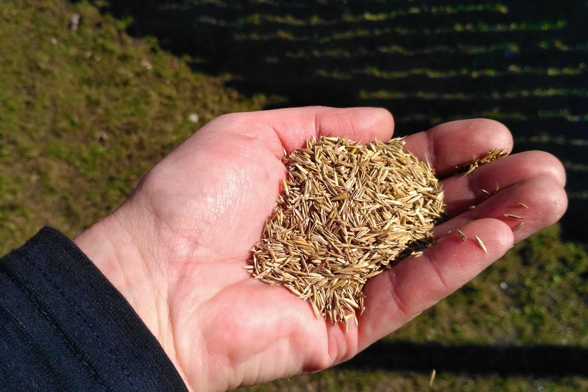 grass seed