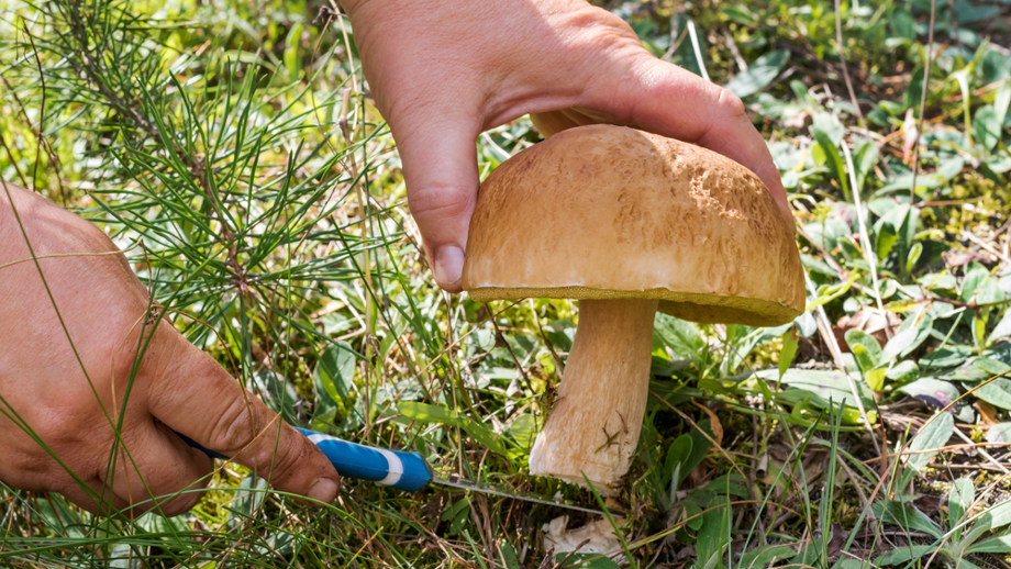 грибочки резанные на доске.