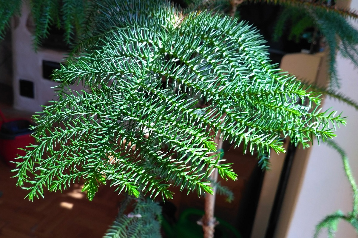 Araucaria 2
