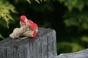 фото mini №2, Arsonist feniks rozpalko- match 1op.= 24 pcs. 100% eco