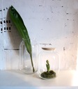 фото mini №3, Jar with lid balloon s - h32 - 10 litorw!!!