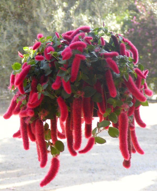 Pokrzywiec Acalypha Cats Tails Kocie ogonki