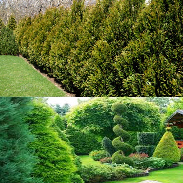 Tuja Thuja Kurnik Drzewo Sadzonka 15-20 cm 10 szt