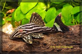 L 190 panaque nigrolineatus  zbrojnik czarnopasy