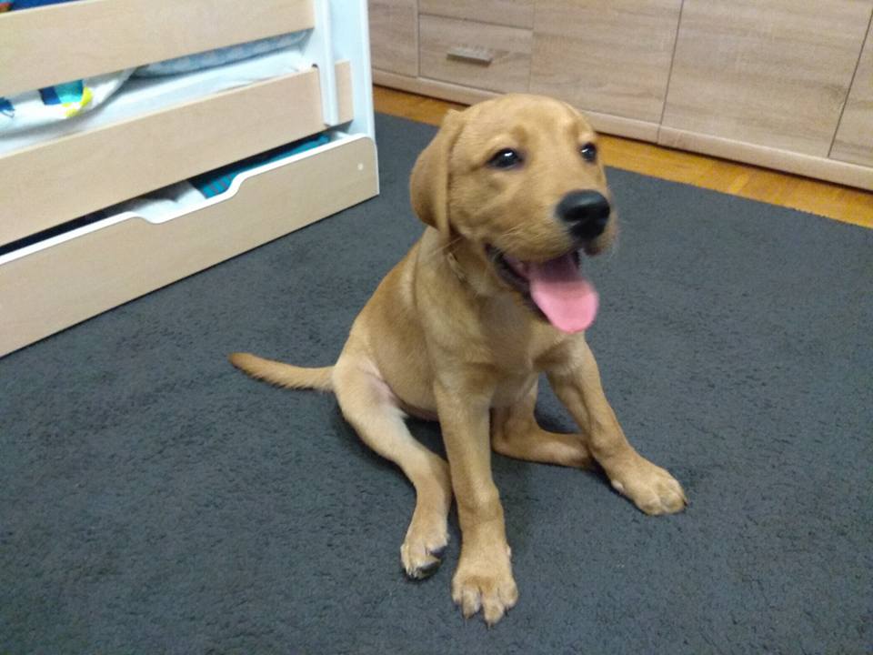 Labrador Retriever RODOWÓD FCI