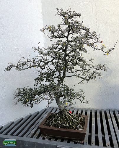 corokia cotoneaster irga zygzakowata Bonsai