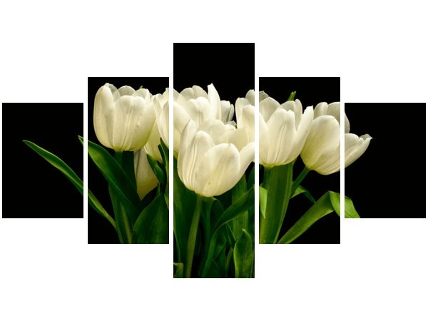 Białe tulipany - Mark Freeth