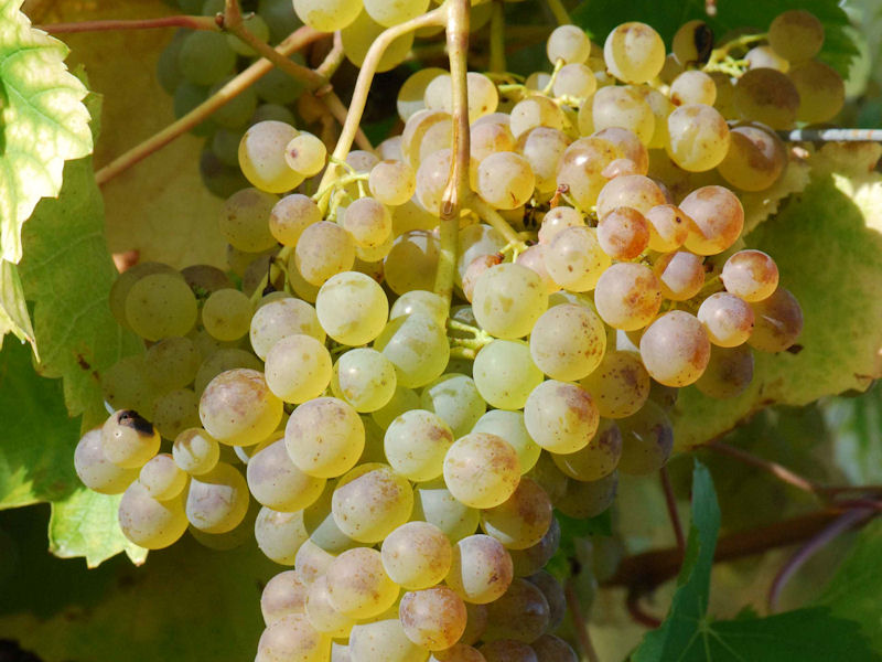 WINOROŚL SENECA BIAŁY--producent winorosli- 579B