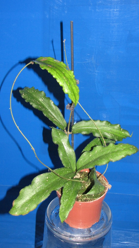 HOYA HOJA erythrina