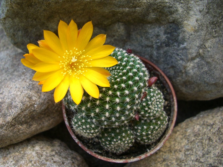 KAKTUSY - Rebutia marsoneri