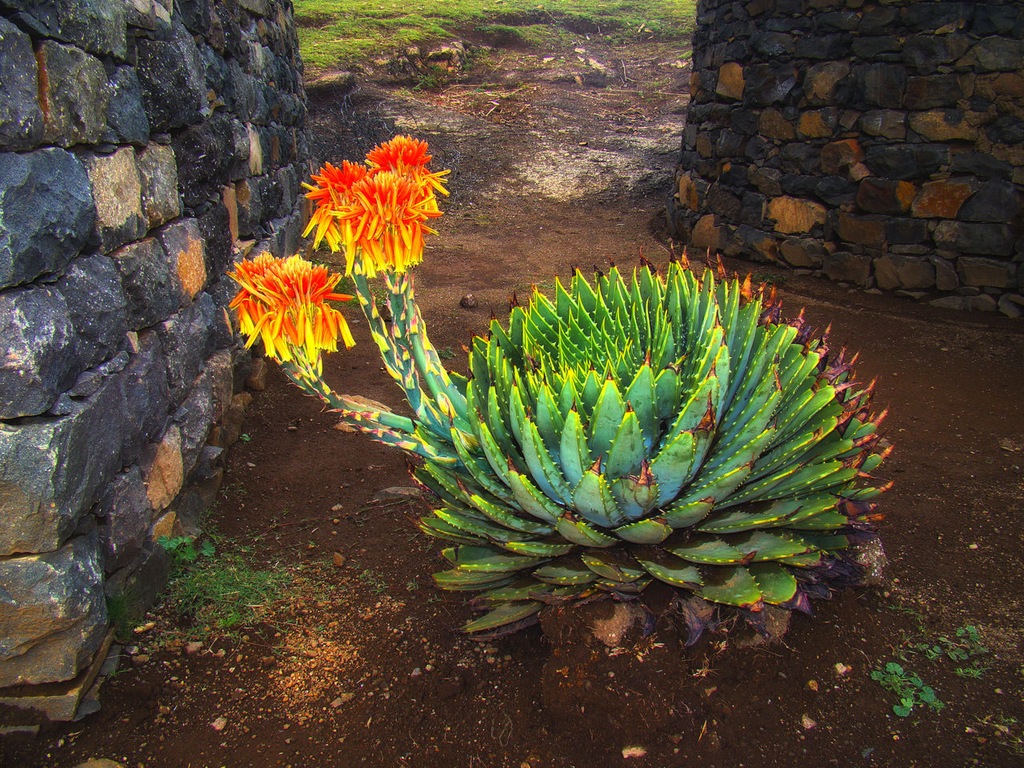 ALOES SPIRALNY POLYPHYLLA 20św. NASIONA