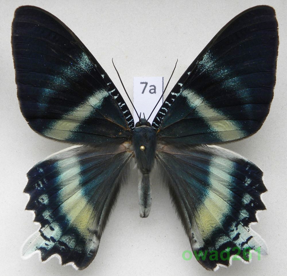Alcides agathyrsus Indonezja, Seram 81mm7a
