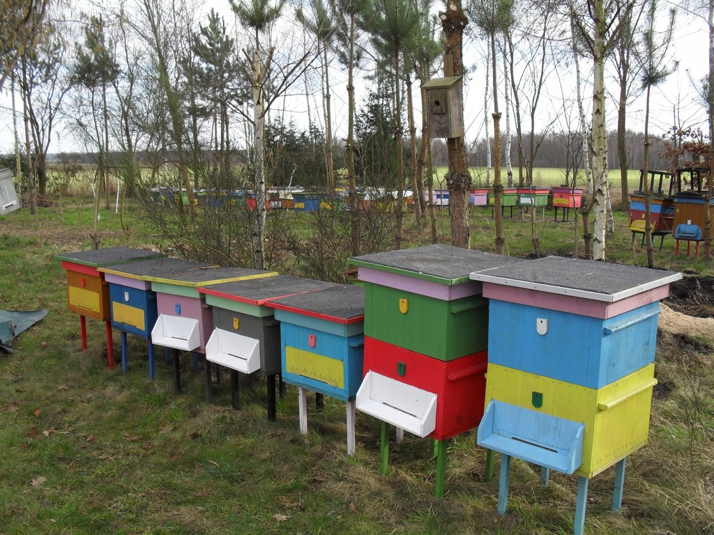 ule wielkopolskie nadstawkowe, ul wielkopolski