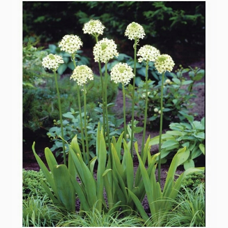Ornithogalum saundersiae ŚNIADEK SAUNDERSA