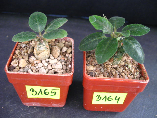 Kaktusy Dorstenia foetida 3164 don5x5cm
