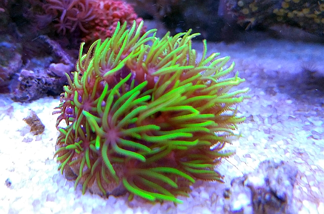 Koralowiec koral Briareum