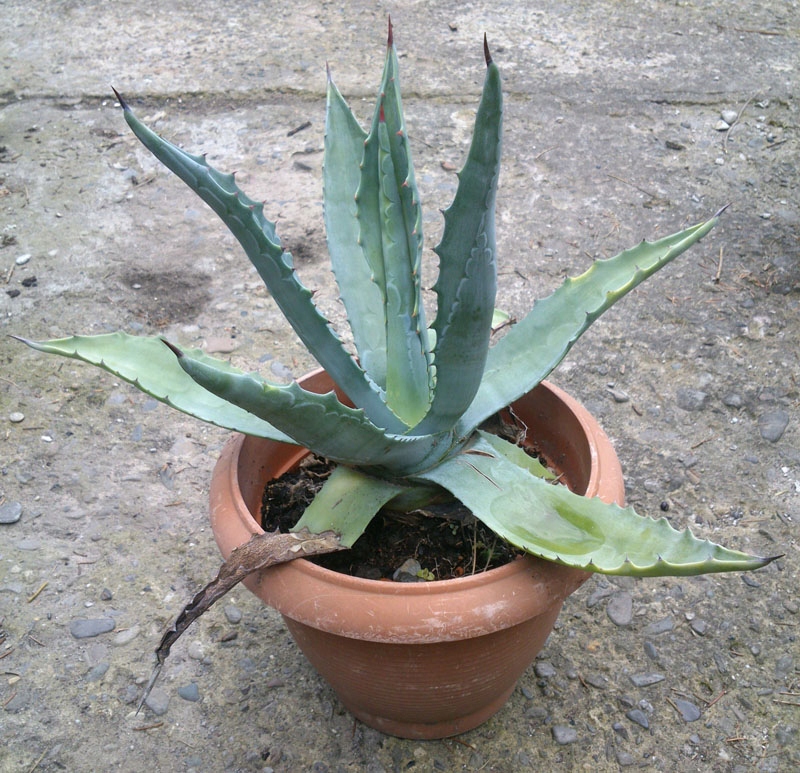 Agave americana Agawa amerykańska