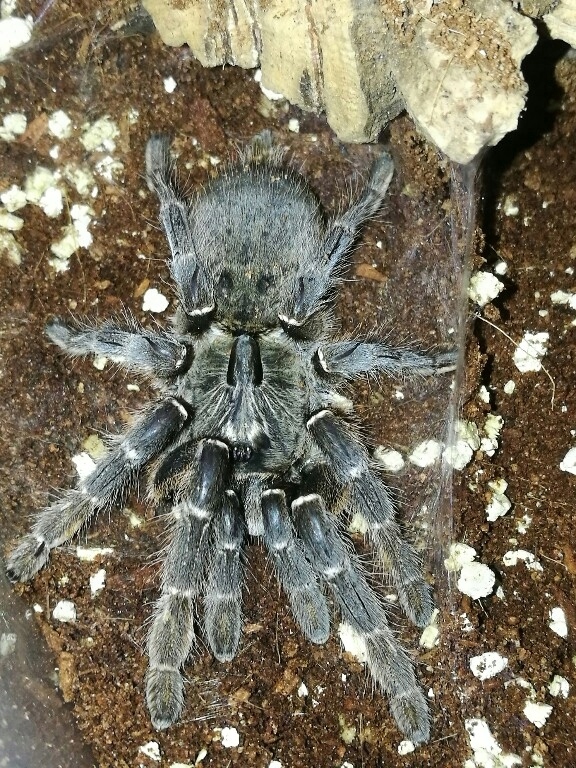 Ceratogyrus darlingi L2/3 Ptasznik z rogiem